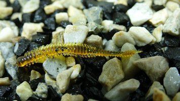 Fiper 1'75" Amber Dots