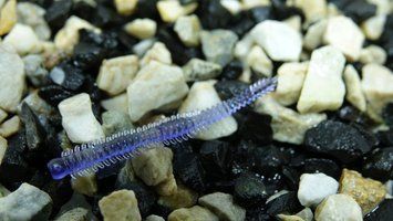 Fiper 2'25" UltraViolet