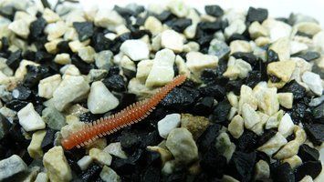 Fiper 2'25" Brown Red