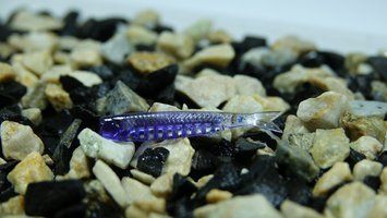 Dizzy 1'7" UltraViolet