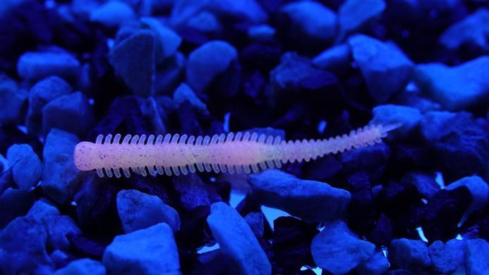 Fiper AJI 1'75" CORAL