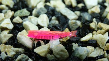 Dizzy 1'7" PINK AGATE