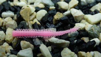 Fiper AJI 2'25" CORAL