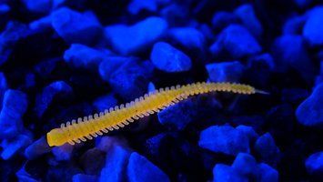 Fiper AJI 2'25" OPAL