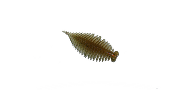Helix Slug 2'6" Olive Oil Red