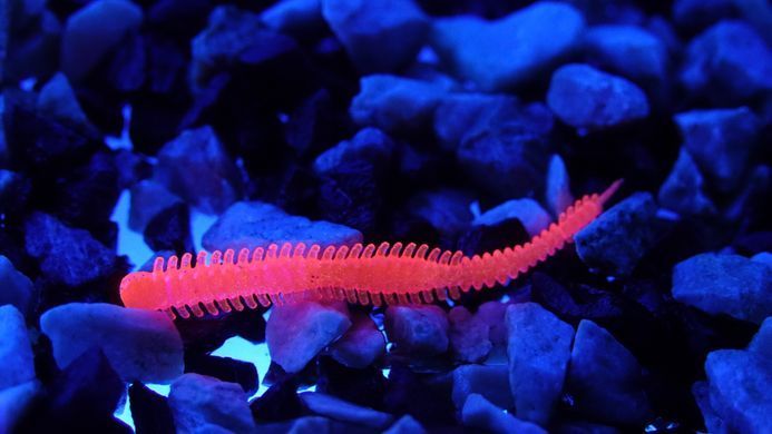 Fiper AJI 2'25" PINK AGATE